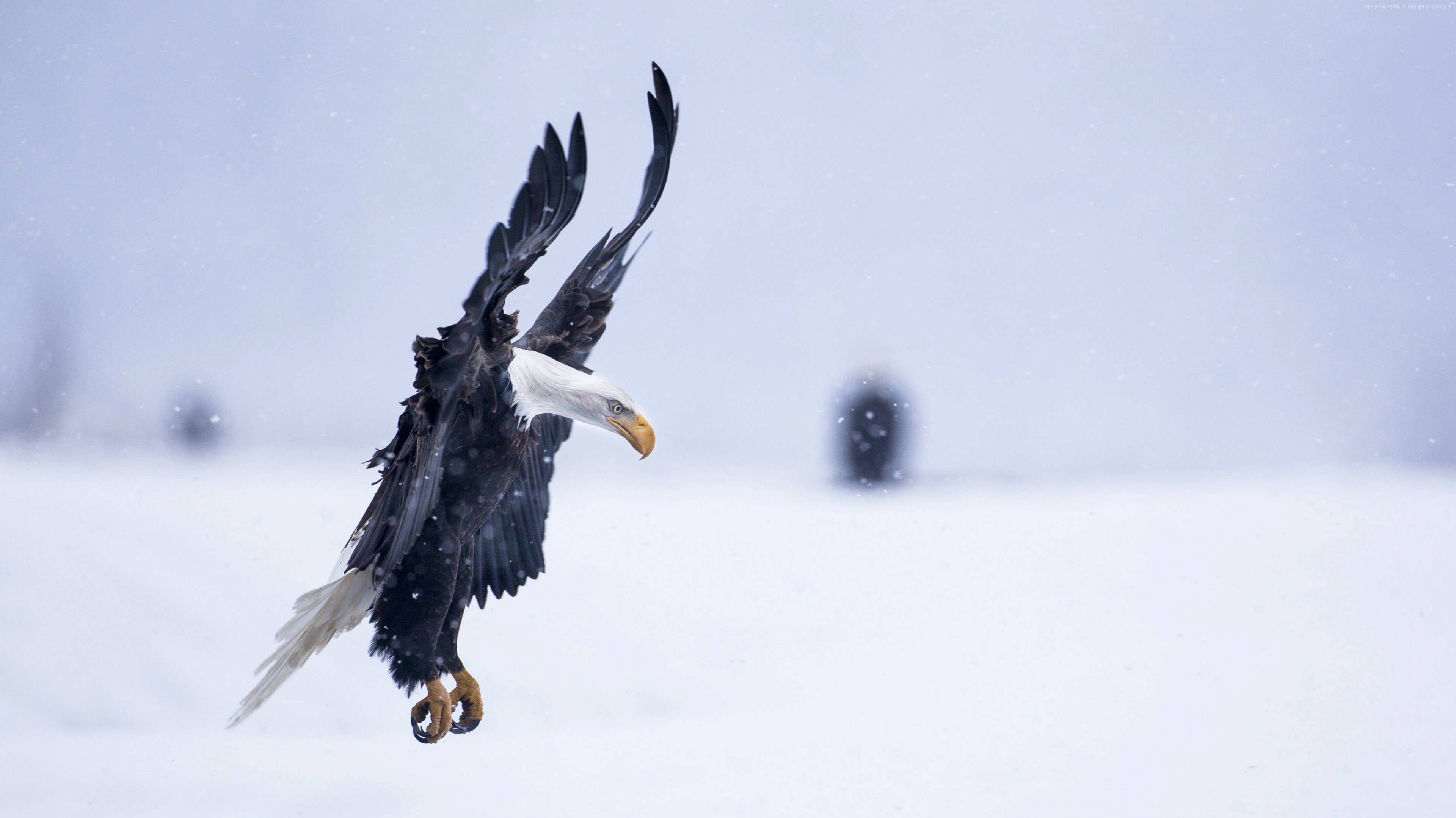 Wallpaper Eagle, Alaska, 5k, 4k wallpaper, HD, flight, winter, snow, National Geographics, Animals